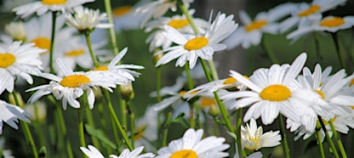 Nourish Your Innate Joyfulness - iRest® Yoga Nidra Meditation & Sound