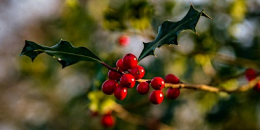 Unwind in the Woods: forest bathing at Salcey