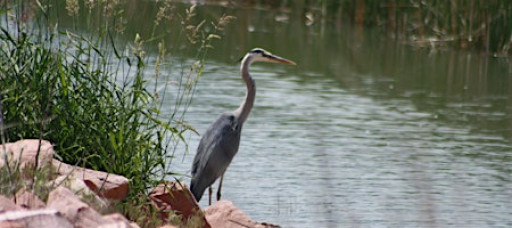 Bird Walk at Chapungu Sculpture Park