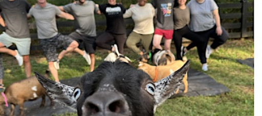 Serenbe Goat Yoga!