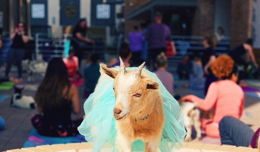 Goat Yoga @ Toyota Music Factory!
