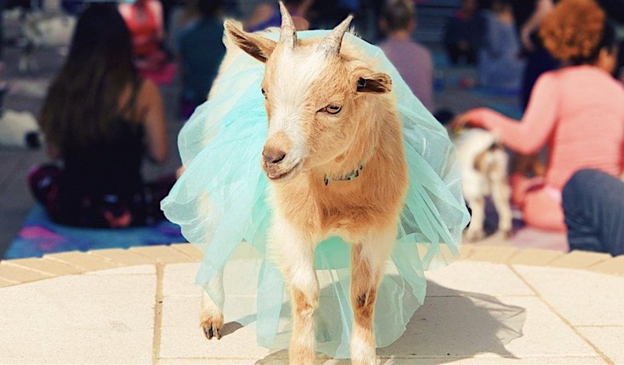 Goat Yoga Dallas @ Harwood Park!