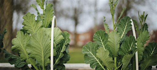 Growing Community: Harvest Celebration!