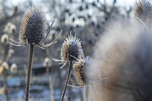 Winter British Sign Language Garden Tour - Royal Botanic Garden Edinburgh