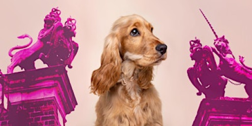 Pop-up dog photoshoot with Woof Photography at The Coppernose Cafe