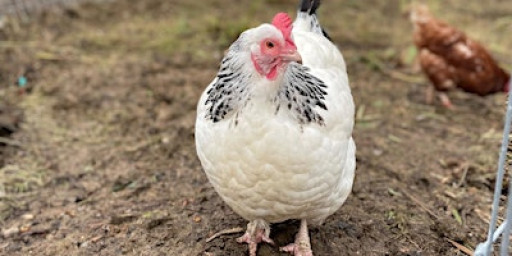 Chicken Keeping Basics