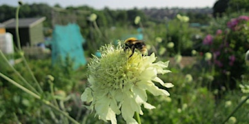 You wake in my heart ~ an Advent retreat with Christopher Chapman