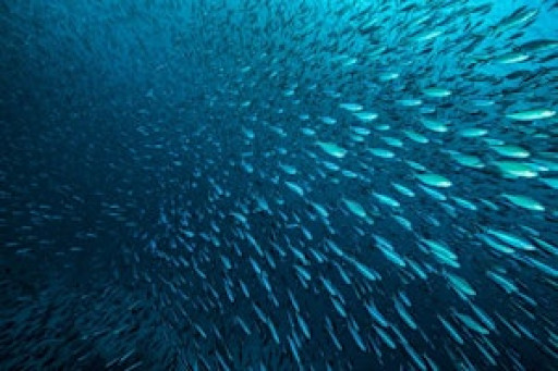 Marine biodiversity loss, fishing and Climate Change