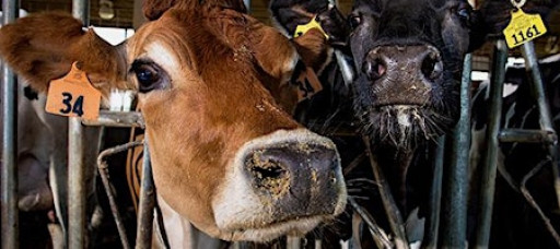 Novel Technologies and Sustainable Dairy Innovations: Industry & Academia