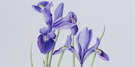 Level 4 in Botanical Drawing and Painting E4P 2806