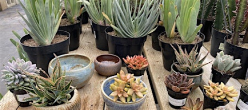 Hands-on Succulent Workshop