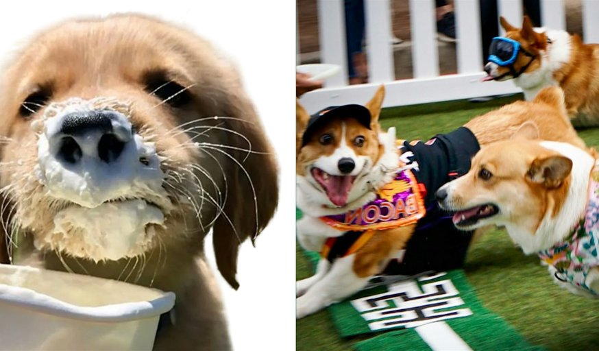 FREE Dog Event! Phoenix OCT 25