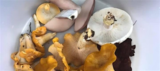 Fall Forest Treasures: Fungi & Nut Foraging Expedition