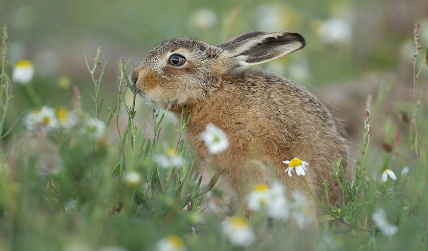 Wildlife Photography Talk (ECC2806)