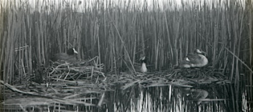 James Parry - The life of bird photographer Emma Turner