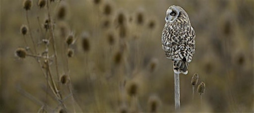 Coach Trip: RSPB Wallasea Island