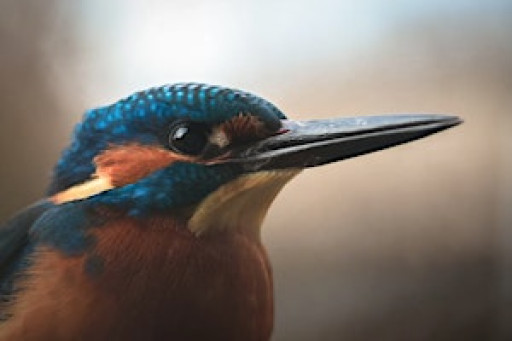 UK wildlife photography workshop with Paul Alistair Collins