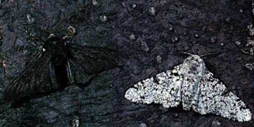 Teaching Evolution in Primary Science