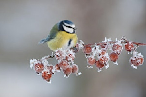 Gardening for winter wildlife workshop