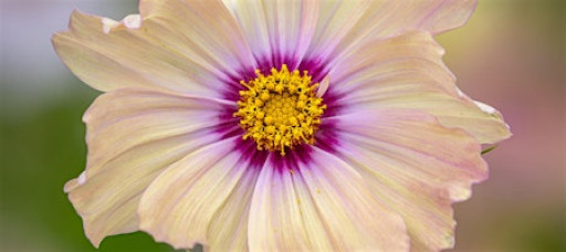 A Year Full of Flowers: Gardening for all seasons with Sarah Raven