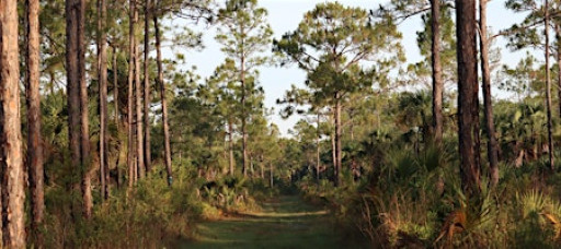 Guided Walk: CREW Cypress Dome Trails (Yellow/Green Trail)