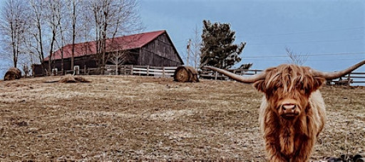 Highland Holidays: Cards, Cows & Color Watercolor Workshop