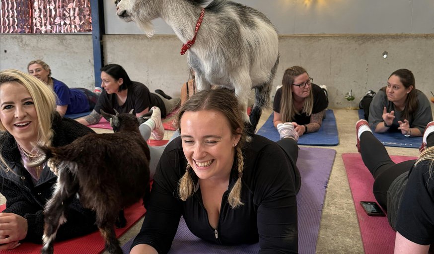 Christmas Boozy Goat Yoga "On Tour"