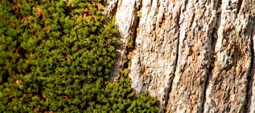 Life in a Log: Strolling Science for Kids