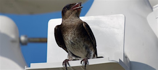 Nest Check: Strolling Science