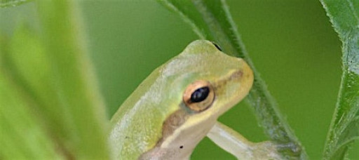 The Wonderful World of Frogs: Strolling Science for Kids