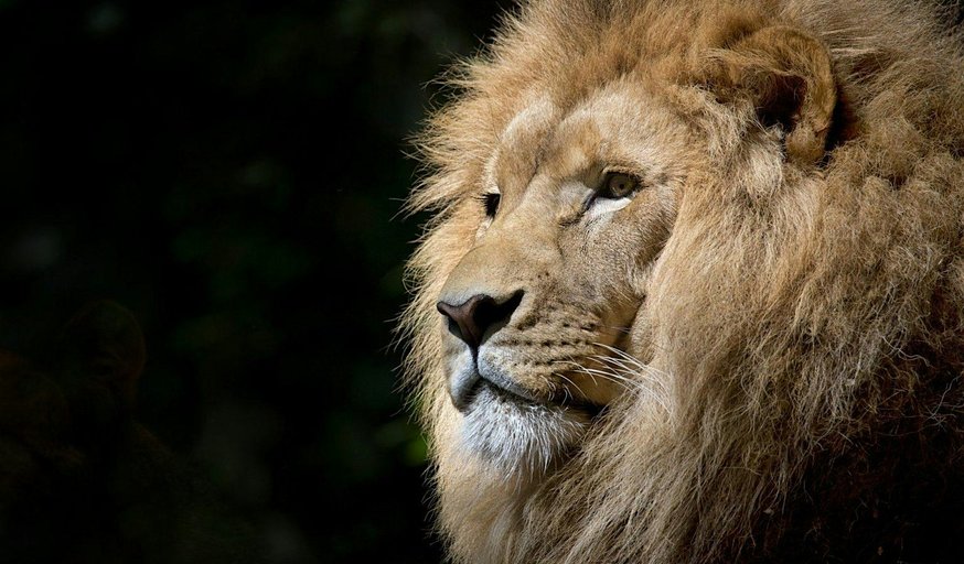 The Lion's Roar Foundation Weekend (8-9 November 2025)