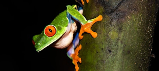 Burpee 2025 Homeschool Enrichment: WK#7 Herpetology