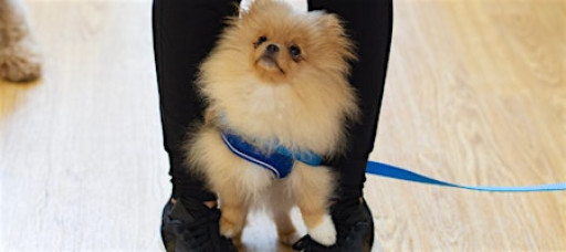 Puppy Training School SW1 Saturdays 11.15am