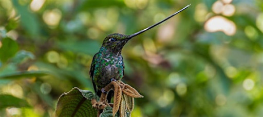 Introduction to Photography: Wildlife Edition