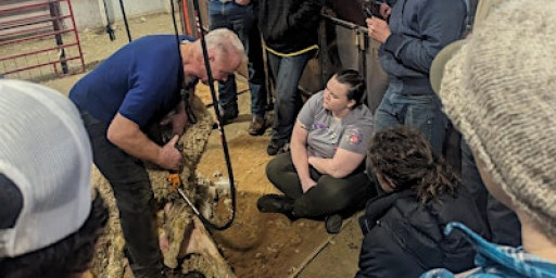 USU Sheep Shearing School 2026