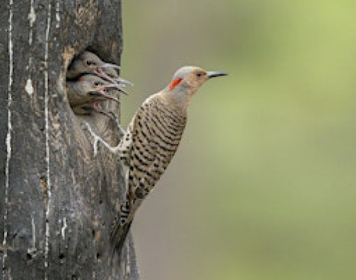 Woodpecker: A Year in the Life of North American Woodpeckers