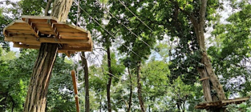 Go Ape Treetop Challenge (from London)