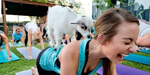 Goat Yoga @ Paradigm Gardens SMALL CLASS SIZE