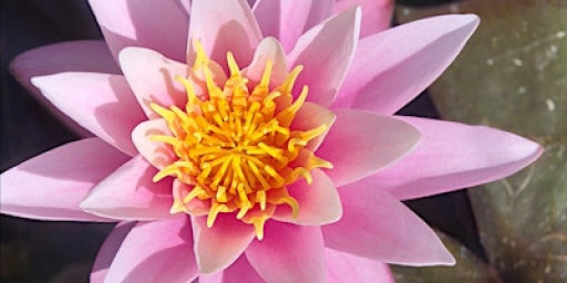 Wildheart Yoga  half day New Year Retreat