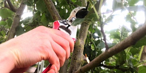 FRUIT TREE PRUNING AND GENERAL WOODLAND GARDEN CARE