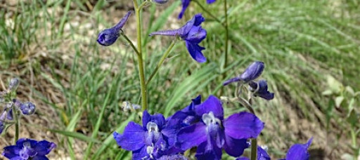 Recycled Craft Night: Collage