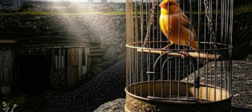 When The Canary Stops Singing