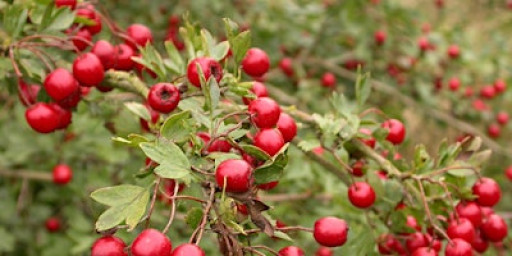 Langdon Foraging in Winter Walk