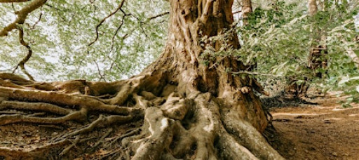 Monthly Aging & Longevity Club - Mobility & Fitness as it relates to Aging