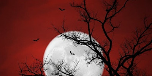 HALLOWEEN: MAROTO MAYFAIR
