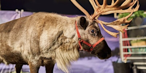 Compleat Christmas Market