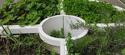 School Gardens Late Fall Teacher Workshop: All About Herbs