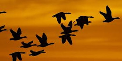 Workshop: Winter bird photography (ELC 2806)