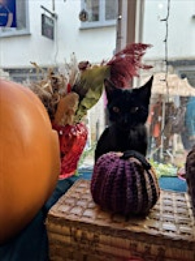 Crochet pumpkin workshop
