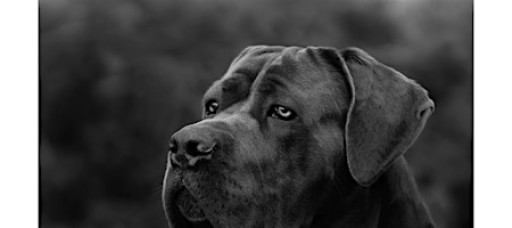 Equine and Canine Fine Art Photography Exhibition